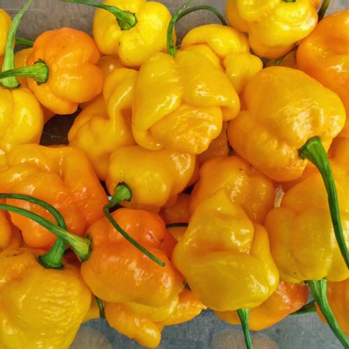 Trinidad Scorpion Brainstrain Yellow Chili taimi 1kpl 