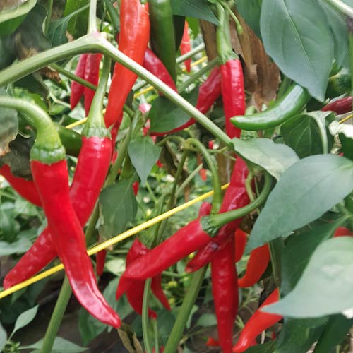 Cayenne Long Red taimi 1kpl 