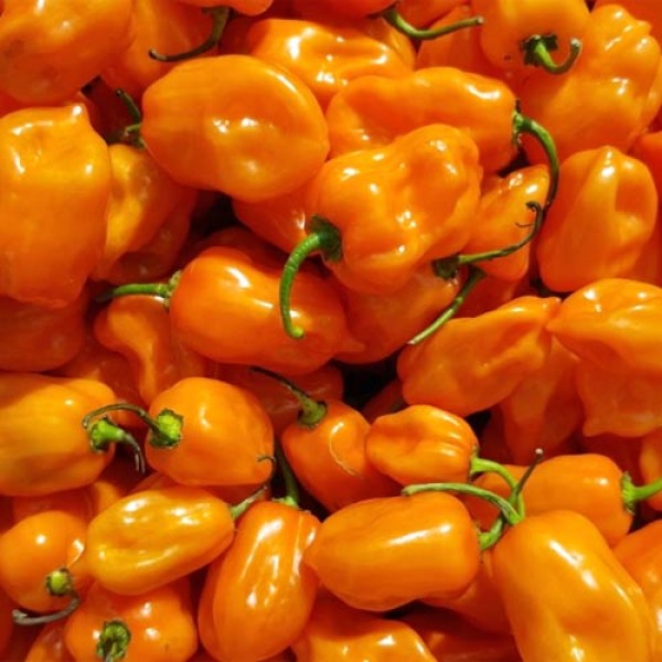 Habanero Orange taimi 1kpl 