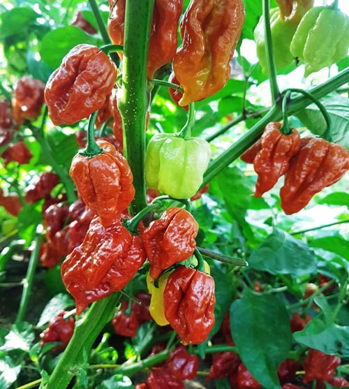 Trinidad Scorpion Moruga Caramel Chili taimi 1kpl 