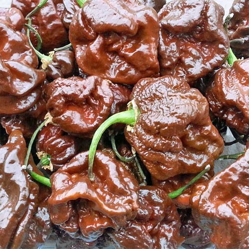 Trinidad Scorpion Moruga Chocolate Chili taimi 1kpl 