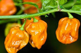 Habanero Big Sun taimi 1kpl 