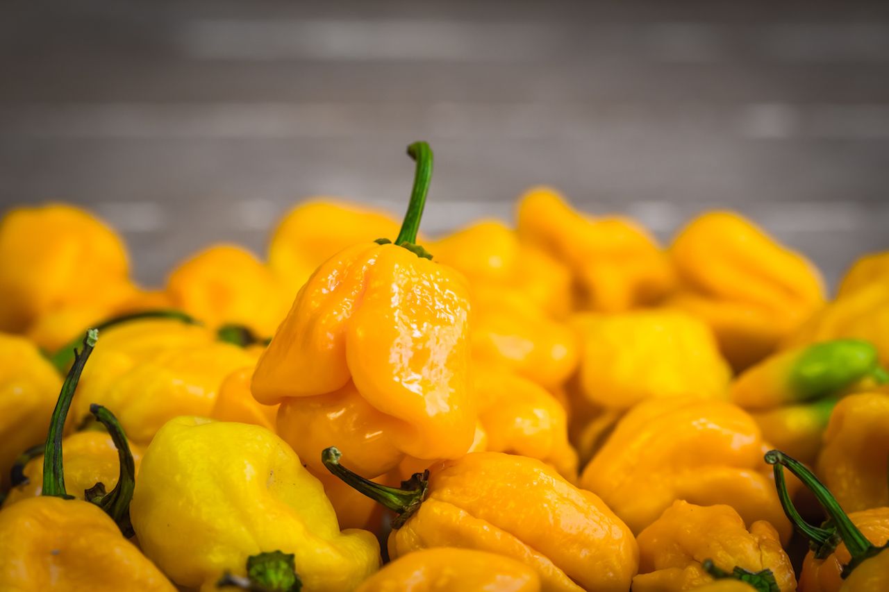 Carolina Reaper Yellow taimi 1kpl 