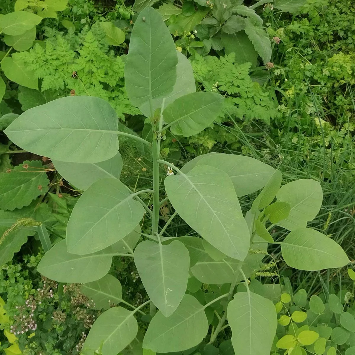 Tupakka Baumtabak (Nicotiana glauca) taimi 1kpl 