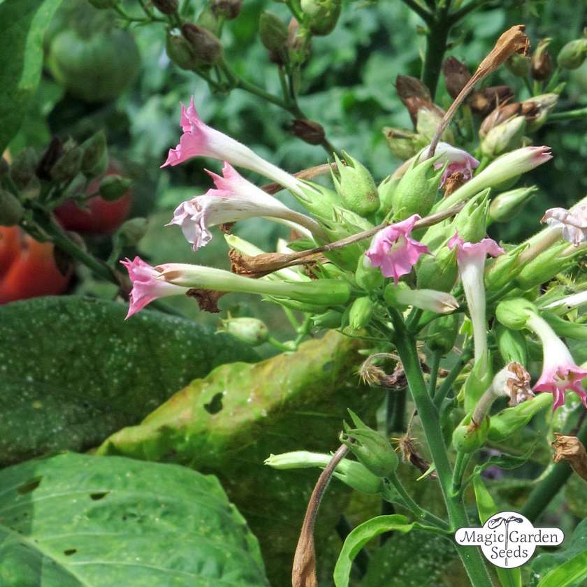 Tupakka Waldtabak (Nicotiana sylvestris) taimi 1kpl 