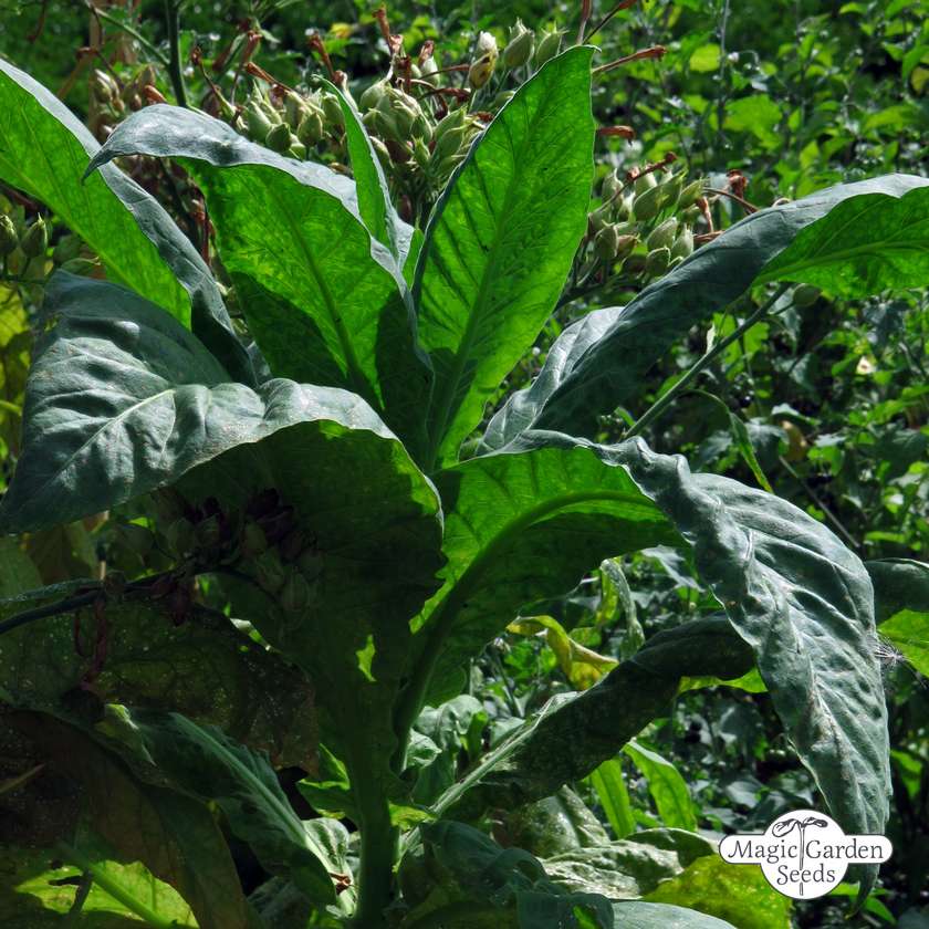 Tupakka Virginia 'Virginia Gold' (Nicotiana tabacum) ORGANIC taimi 1kpl 