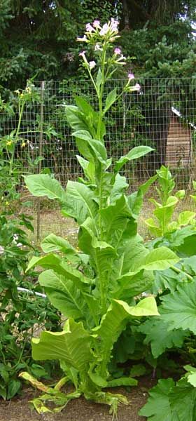 Tupakka Kentucky Tabak (Nicotiana tabacum) taimi 1kpl 