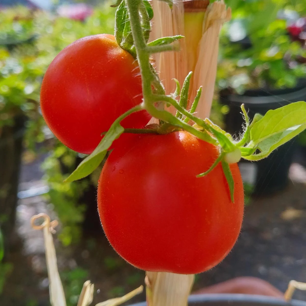 Tomaatti De Berao Tomato, Solanum lycopersicum ORGANIC taimi 1kpl 