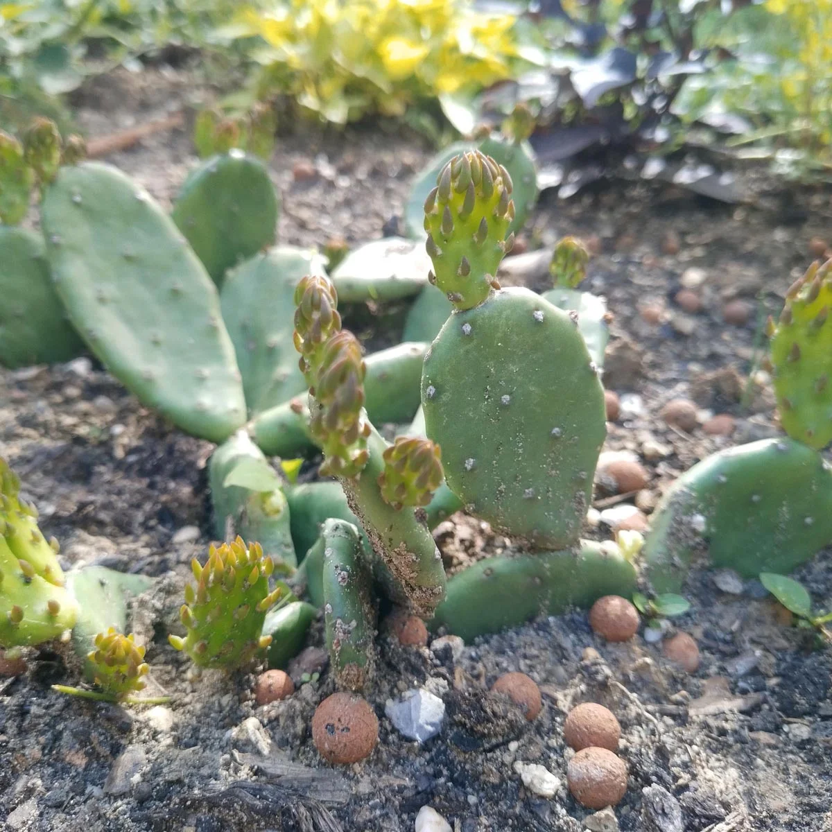 Kaktus, Eastern Prickly Pear (Opuntia humifusa), n. 5kpl