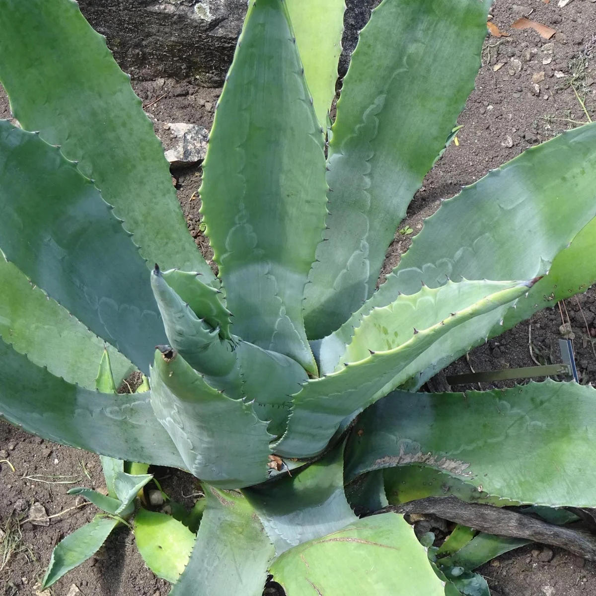 Maguey Mezcal Agave n. 10kpl