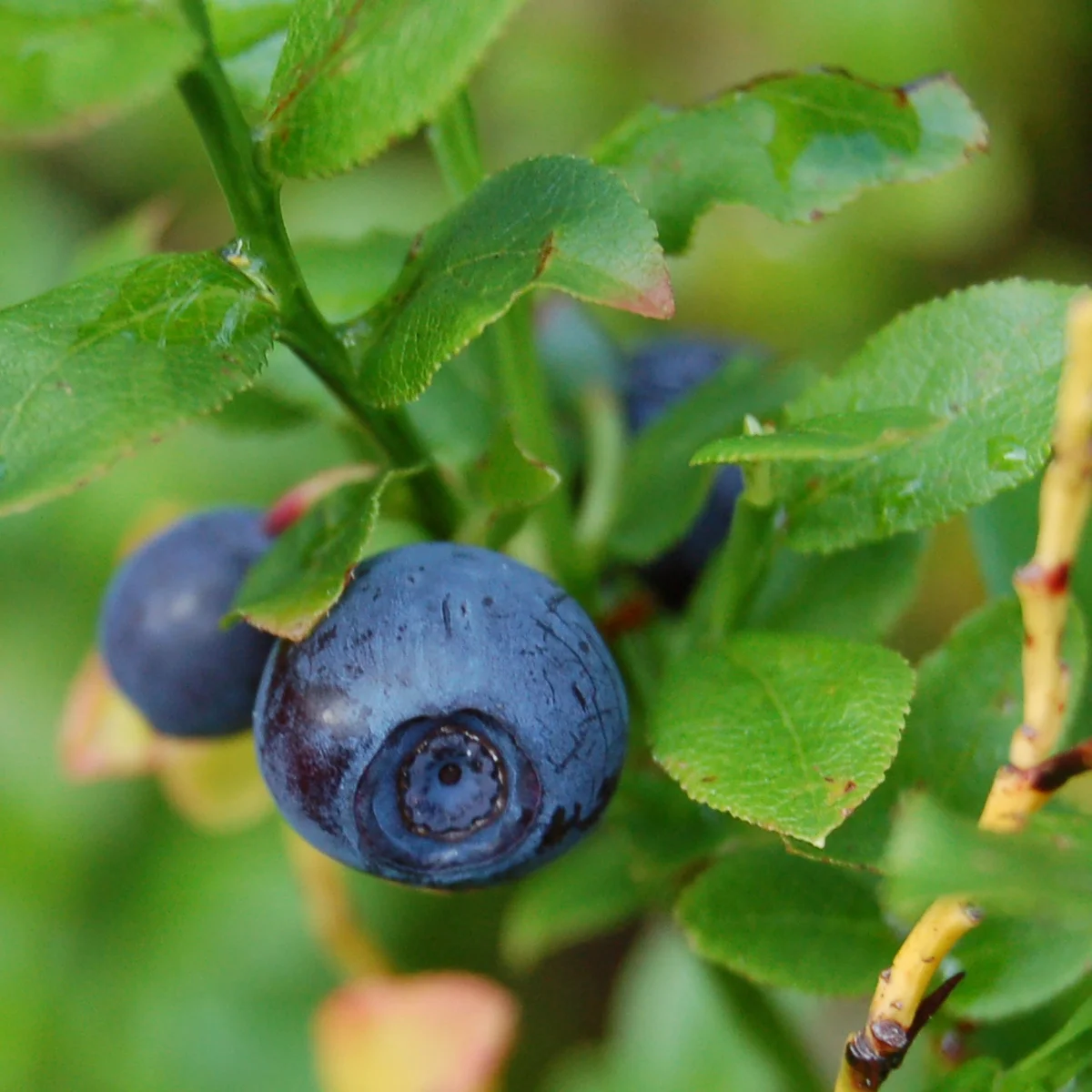 Mustikka, European Blueberry (Vaccinium myrtillus) organic, n. 50 kpl