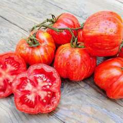 Stuffing Tomato 'Striped Stuffer" taimi 1kpl 