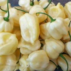 Habanero Big White taimi 1kpl 