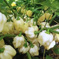 Habanero Big White taimi 1kpl 