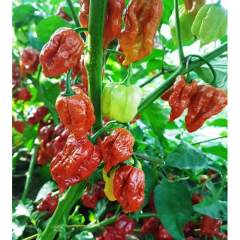 Trinidad Scorpion Moruga Caramel Chili taimi 1kpl 