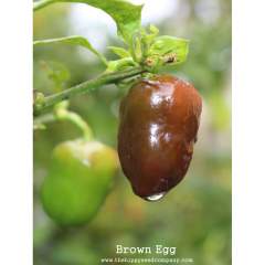 Brown Egg C. Chinense taimi 1kpl 