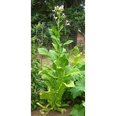 Tupakka Kentucky Tabak (Nicotiana tabacum) taimi 1kpl 
