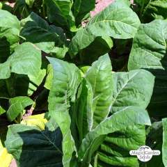 Tupakka Perique Tobacco (Nicotiana tabacum) taimi 1kpl 