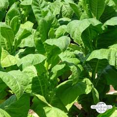 Tupakka Havanna Tabak (Nicotiana tabacum) taimi 1kpl 