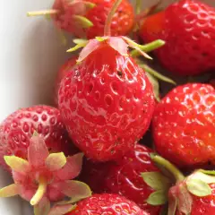 Mansikka, Strawberry 'Rote Baron Solemacher' (Fragaria vesca var. semperflorens), n. 100 kpl