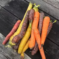 Porkkanat, värisekoitus, Colourful Carrot Mix (Organic), n. 500kpl