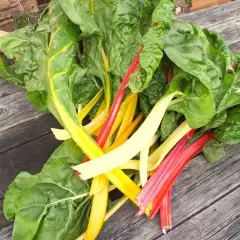 Raparperi, värikäs, Colourful Swiss Chard 'Five Colours' (Beta vulgaris ssp.vulgaris) organic, n. 20kpl