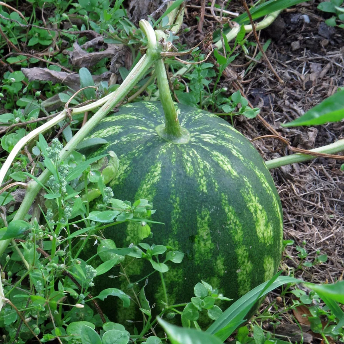 Vesimeloni, Watermelon 'Crimson Sweet' (Citrullus lanatus) organic, n.10kpl